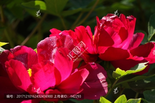 紅牡丹