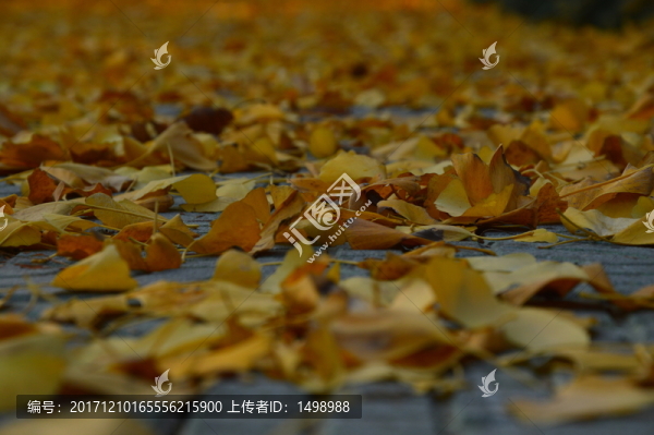 金色銀杏葉