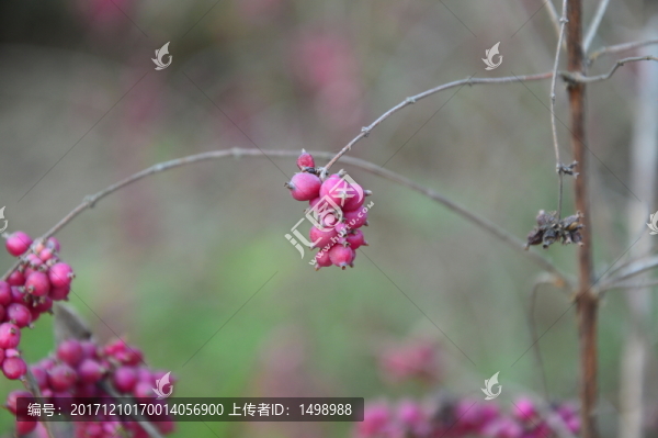 紫色果實(shí)