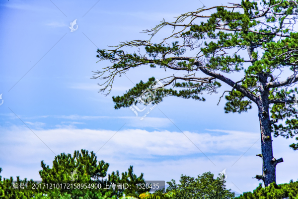 藍(lán)天松樹(shù)-匯圖網(wǎng) www.fosd68.com 藍(lán)天松樹(shù)