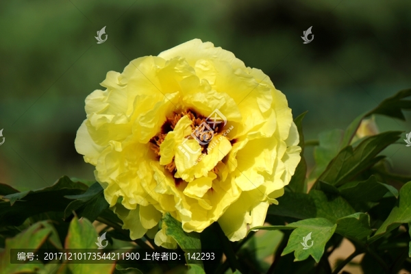 黃牡丹