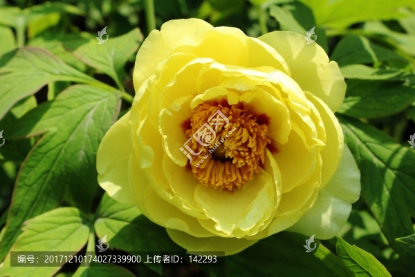 黃牡丹