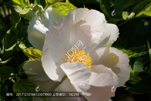白牡丹