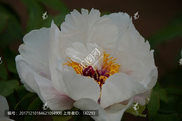 白牡丹