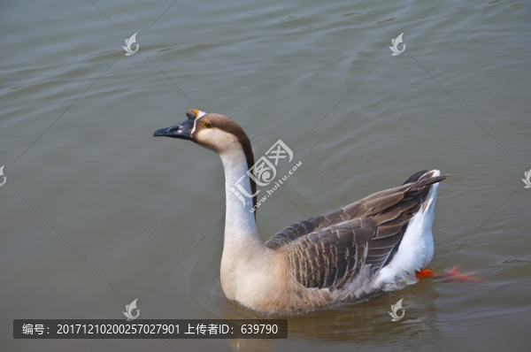 鵝