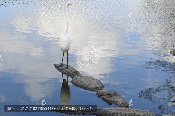 鳥