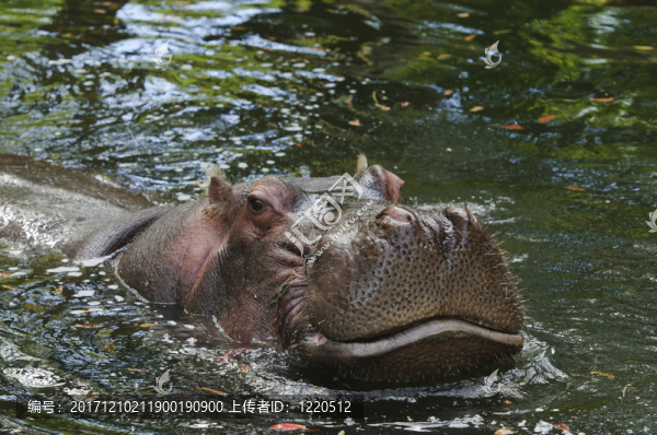 動物