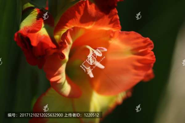 劍蘭