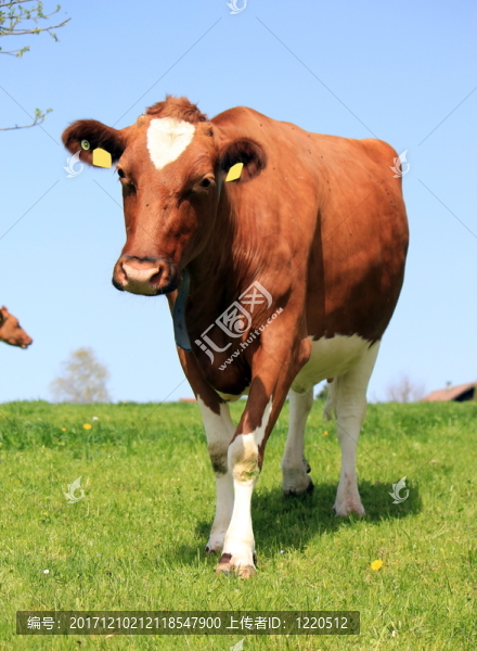 動物
