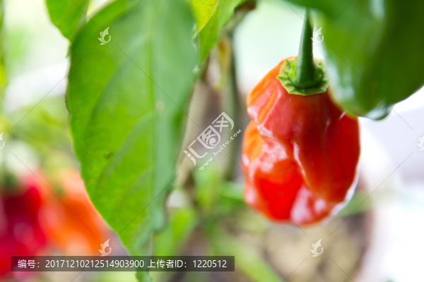 紅辣椒