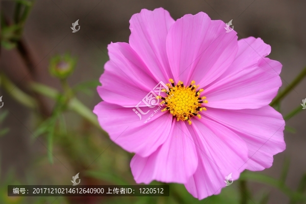 紫紅色的kosmee