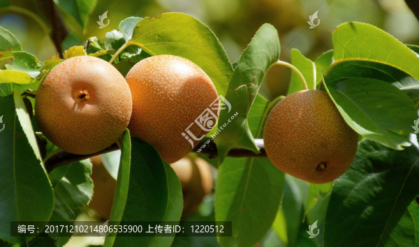 蘋(píng)果樹(shù)