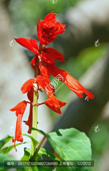 花園