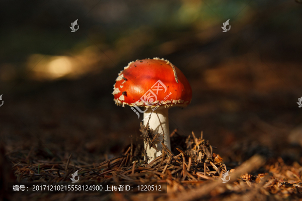 毒菌
