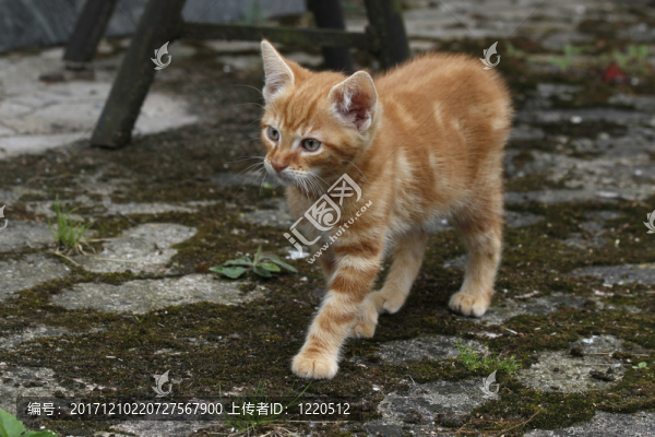 紅色的katzenkind