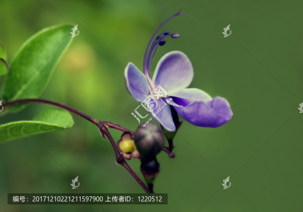 clerodendrum,ugandense,[藍(lán)翼]