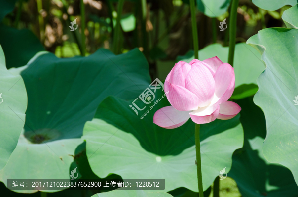 美麗的