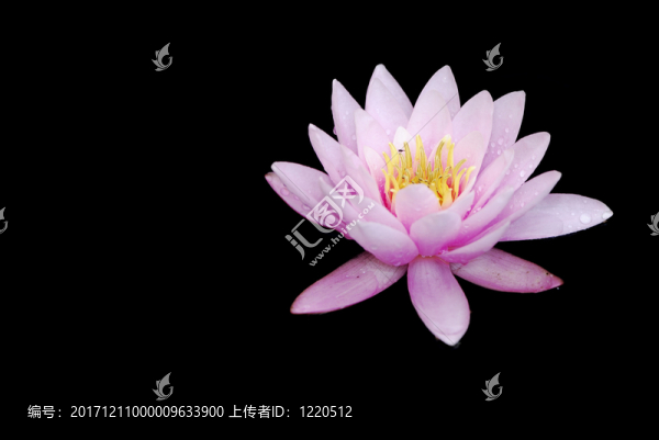 葉子