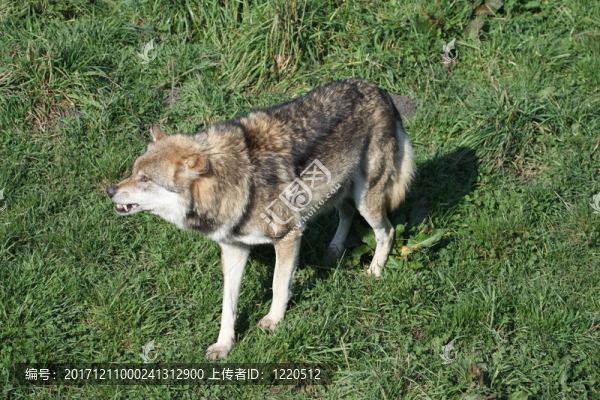 狼