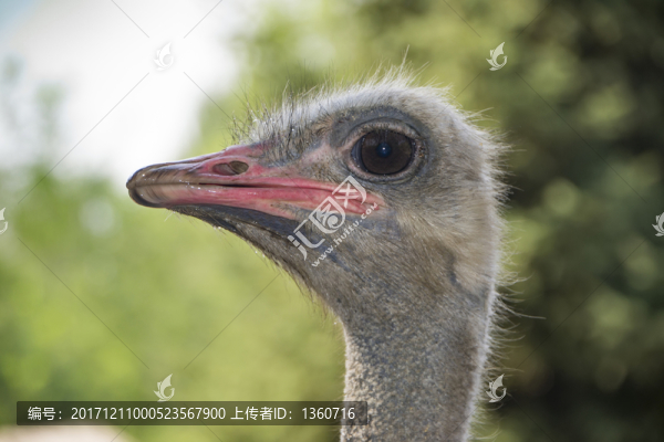 鴕鳥