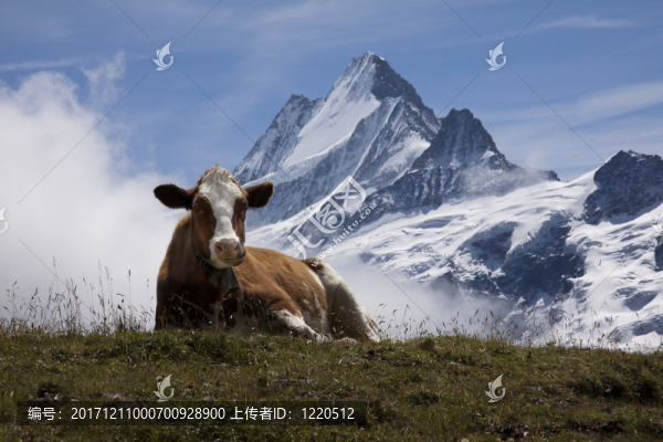 一頭山上的牛2