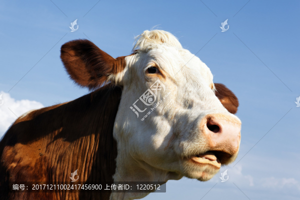 原產(chǎn)地中國(guó)的狗