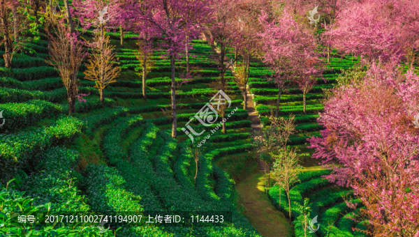 無量山櫻花谷