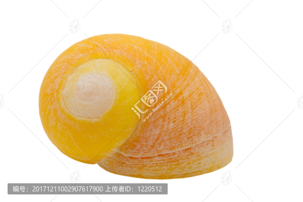 在白色背景上的黃色海蝸牛