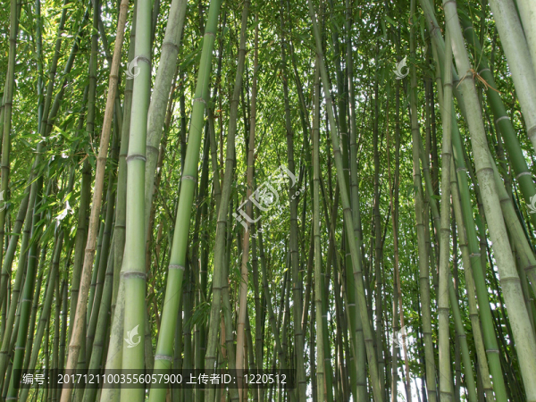 樹(shù)