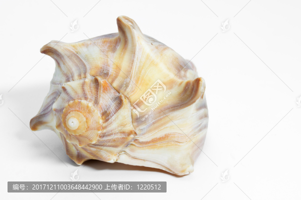 殼