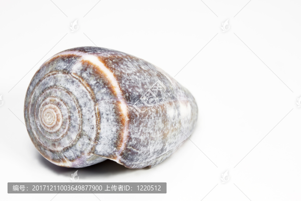 殼