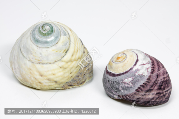海蝸牛在白色背景上