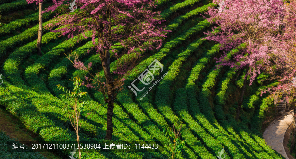 無量山櫻花谷