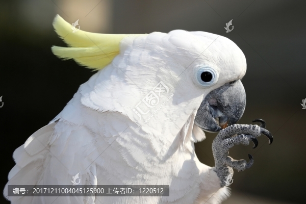 顏色