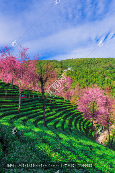 無量山櫻花谷