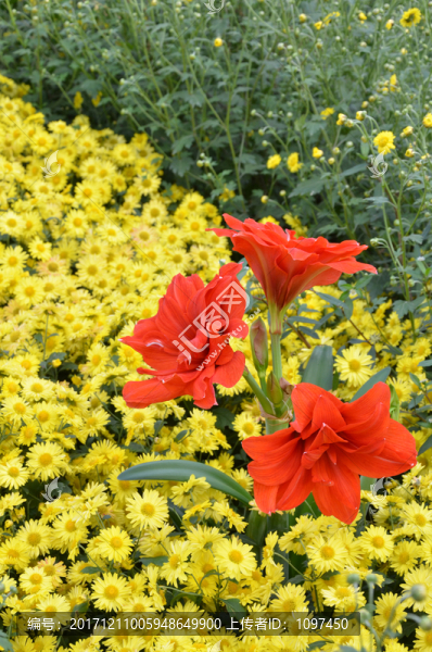 菊花