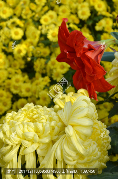 菊花