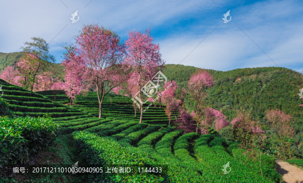 無(wú)量山櫻花谷