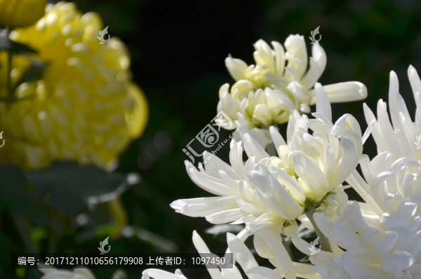 菊花