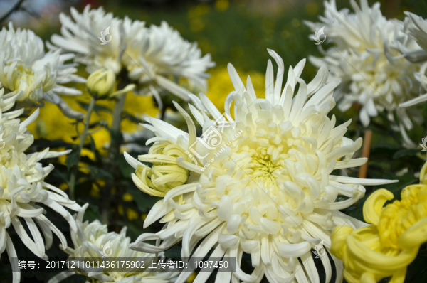 菊花
