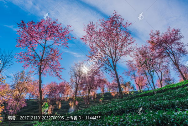 無量山櫻花谷