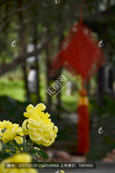 菊花