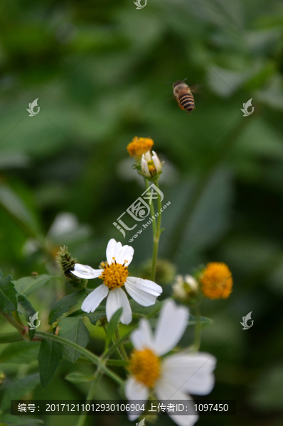 蜜蜂