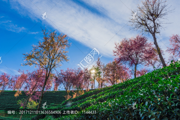 無量山櫻花谷