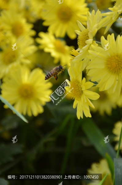 蜜蜂
