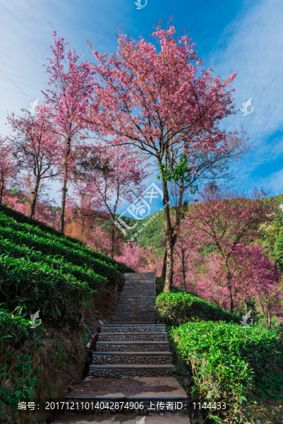 無量山櫻花谷