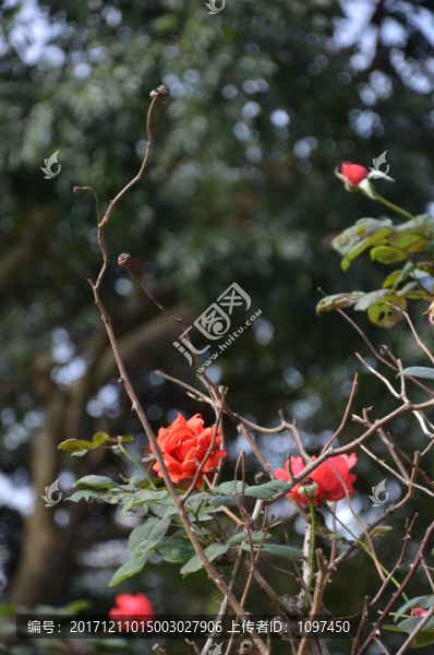 月季花