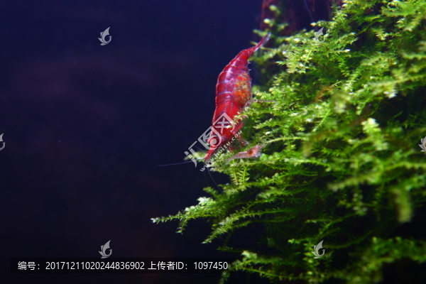 櫻花蝦