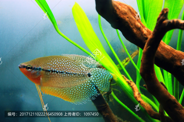 珍珠馬甲魚(yú)