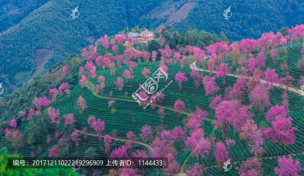 無量山櫻花谷